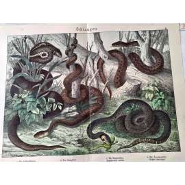 Hadi - Zmije obecná, Kobra indická, Užovka obojková, Užovka stromová