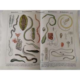 Bezobratlí - Vířník obecný, Pískovník rybářský, Rournatec, Žížala obecná, Naidka chobotnatá, Pijavka lékařská, Tasemnice dlouhočlenná