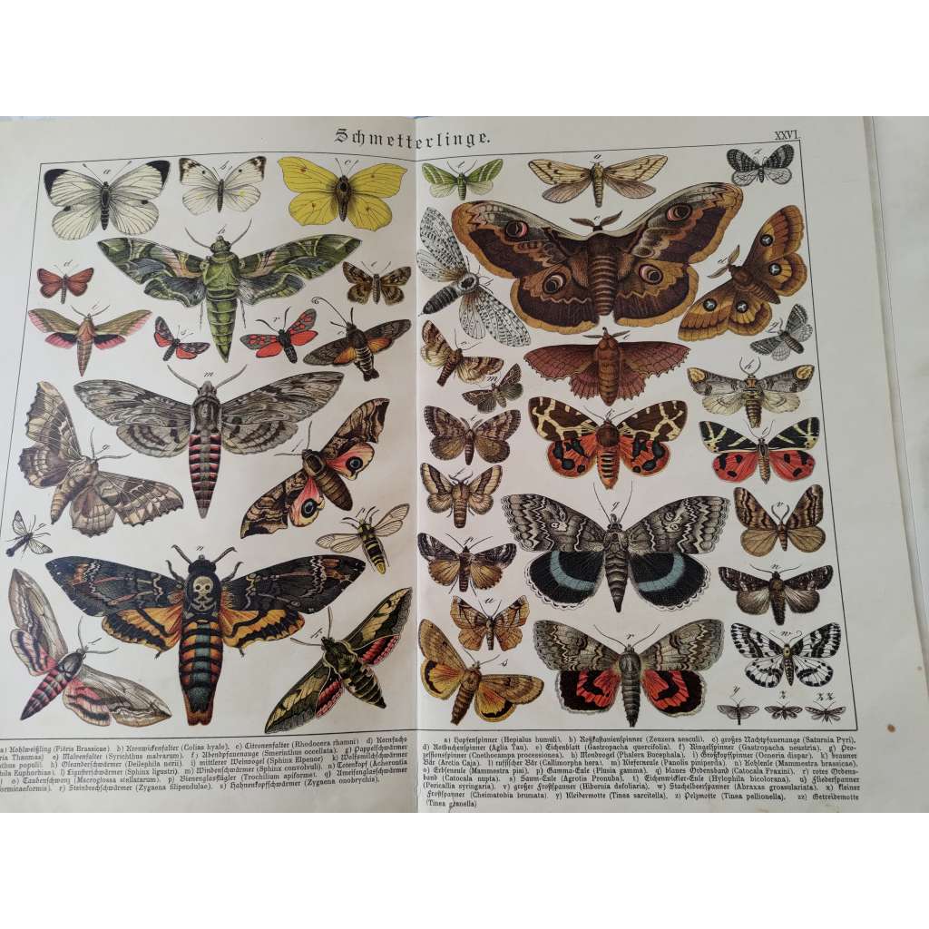 Motýli - Lišaj smrtihlav, Bělásek zelný, Žluťásek řešetlákový, Martináč hrušňový, Stužkonoska modrá, Stužkonoska červená