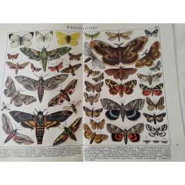 Motýli - Lišaj smrtihlav, Bělásek zelný, Žluťásek řešetlákový, Martináč hrušňový, Stužkonoska modrá, Stužkonoska červená