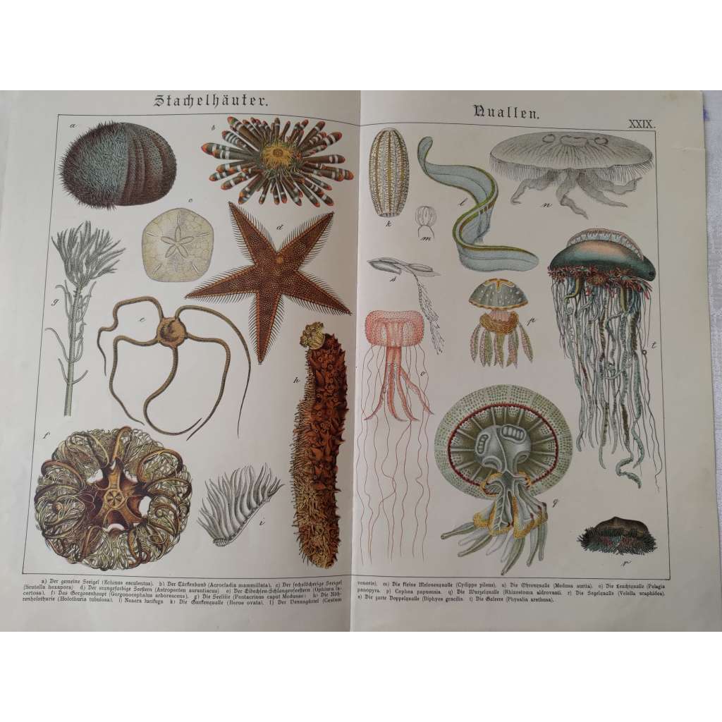 Ostnokožci, medúzy - Ježovka jedlá, Hvězdice hřebenitá, Lilijice, Talířovka ušatá, Hřebenatka, Měchýřovka portugalská