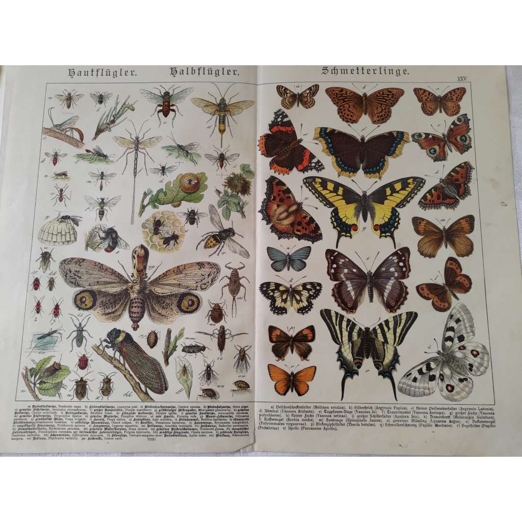 Hmyz, blanokřídlí - Svítilka surinamská, Pilařka růžová, Hřebenule borová, Zlatěnka obecná, Otakárek fenyklová, Babočka admirál, Jasoň červenooký