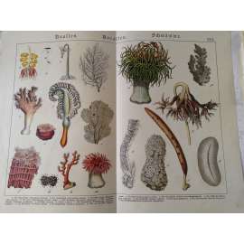 Medúzy, houby - Korál červený, Sasanka koňská, Houba pohárová, Křemitá houba