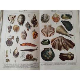 PLži, mlži - Zavinutec tygrovaný, Tulačka obecná, Křídlatec Dianin, Plzák červený, Zéva obrovská, Ostnatka, Ústřice jedlá, Perlotvorka mořská