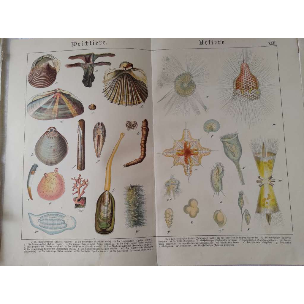 Měkkýši, prvoci - Kladivka, Srdcovka jedlá, Okružanka, Skulař vrtavý, Kelnatka obecná, Jazýčkovka, Měňavka, Zvonečka, Svítilka