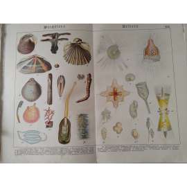 Měkkýši, prvoci - Kladivka, Srdcovka jedlá, Okružanka, Skulař vrtavý, Kelnatka obecná, Jazýčkovka, Měňavka, Zvonečka, Svítilka