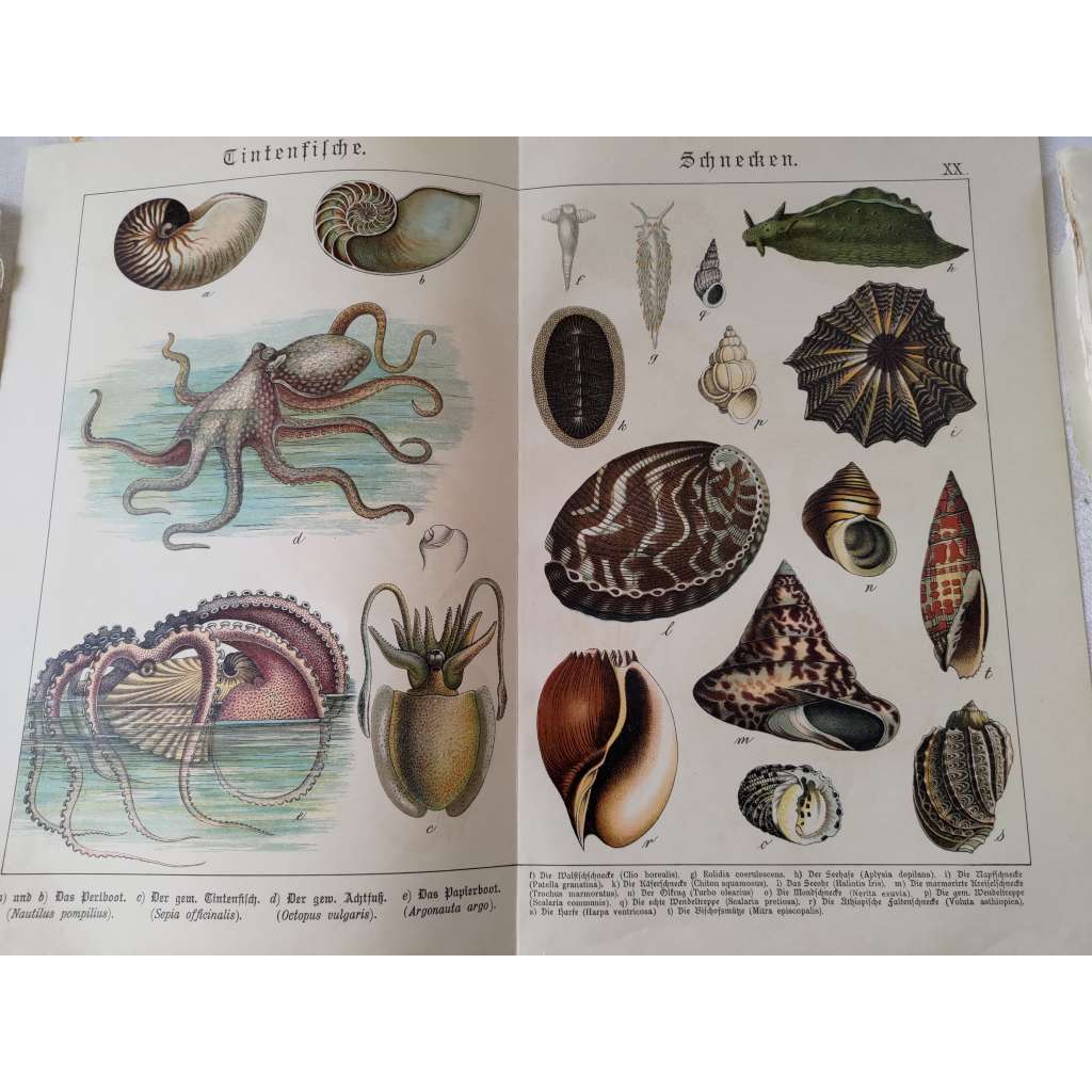 Hlavonožci, plži - Chobotnice pobřežní, Sépie obecná, Argonaut pelagický, Mořský anděl, Chroustnatka, Točenice drahocenná