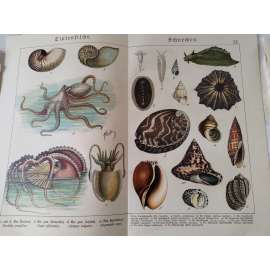 Hlavonožci, plži - Chobotnice pobřežní, Sépie obecná, Argonaut pelagický, Mořský anděl, Chroustnatka, Točenice drahocenná