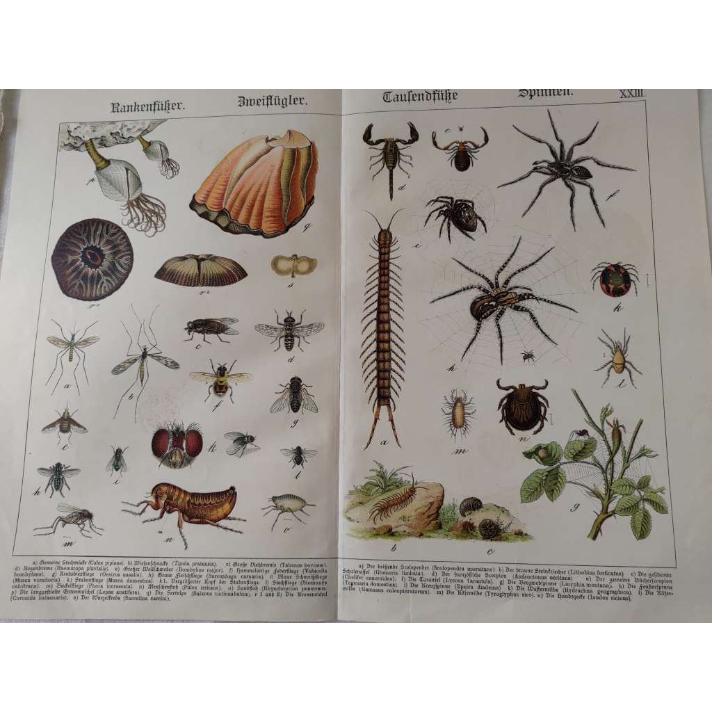 Hmyz, svijonožci, dvoukřídlí, mnohonožky, pavoukovci- Komár pisklavý, Tiplice luční, Ovád hovězí, Blecha obecná, Stonožka kousavá, Křižák obecný