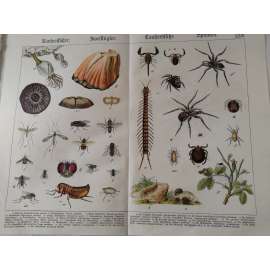 Hmyz, svijonožci, dvoukřídlí, mnohonožky, pavoukovci- Komár pisklavý, Tiplice luční, Ovád hovězí, Blecha obecná, Stonožka kousavá, Křižák obecný