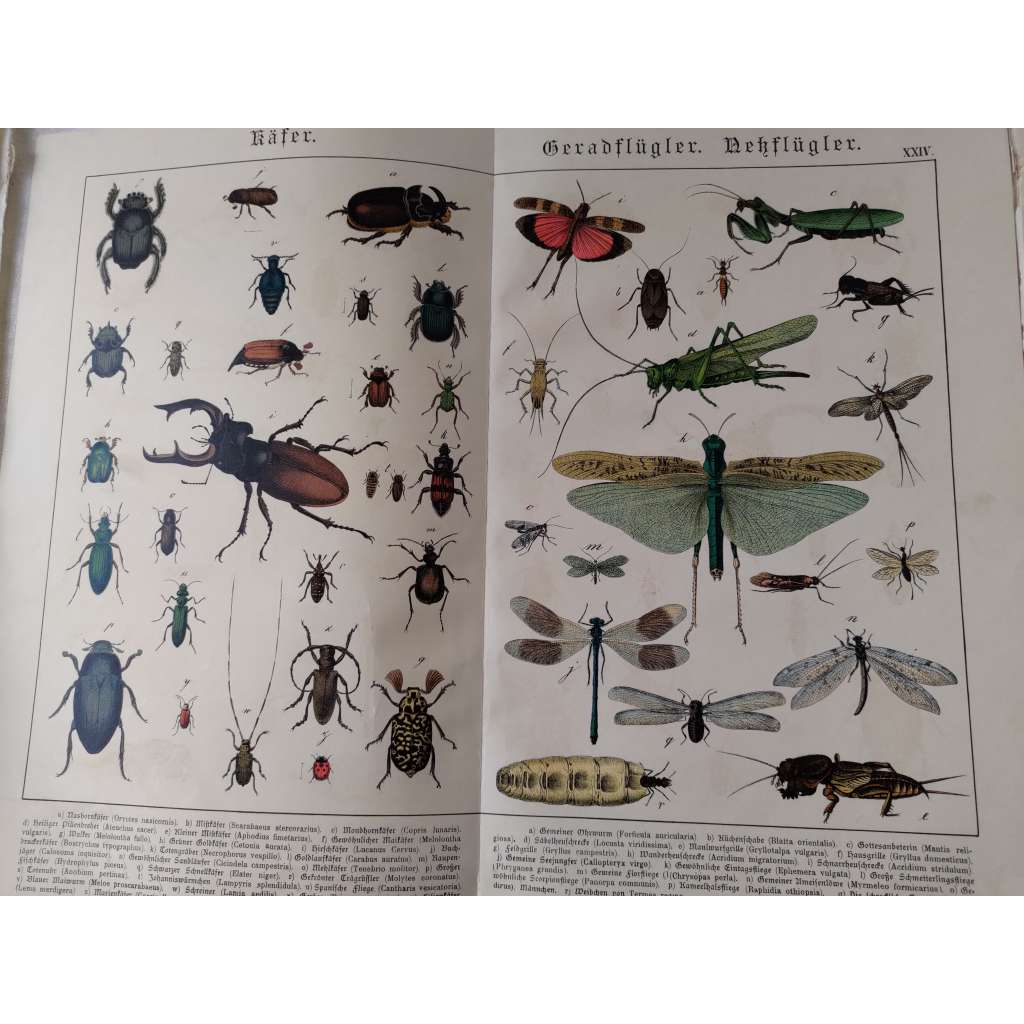 Brouci - Roháč obecný, Nosorožík kapucínek, Chroust obecný, Slunéčko sedmitečné, Kobylka zelená, Kudlanka nábožná, Krtonožka obecná