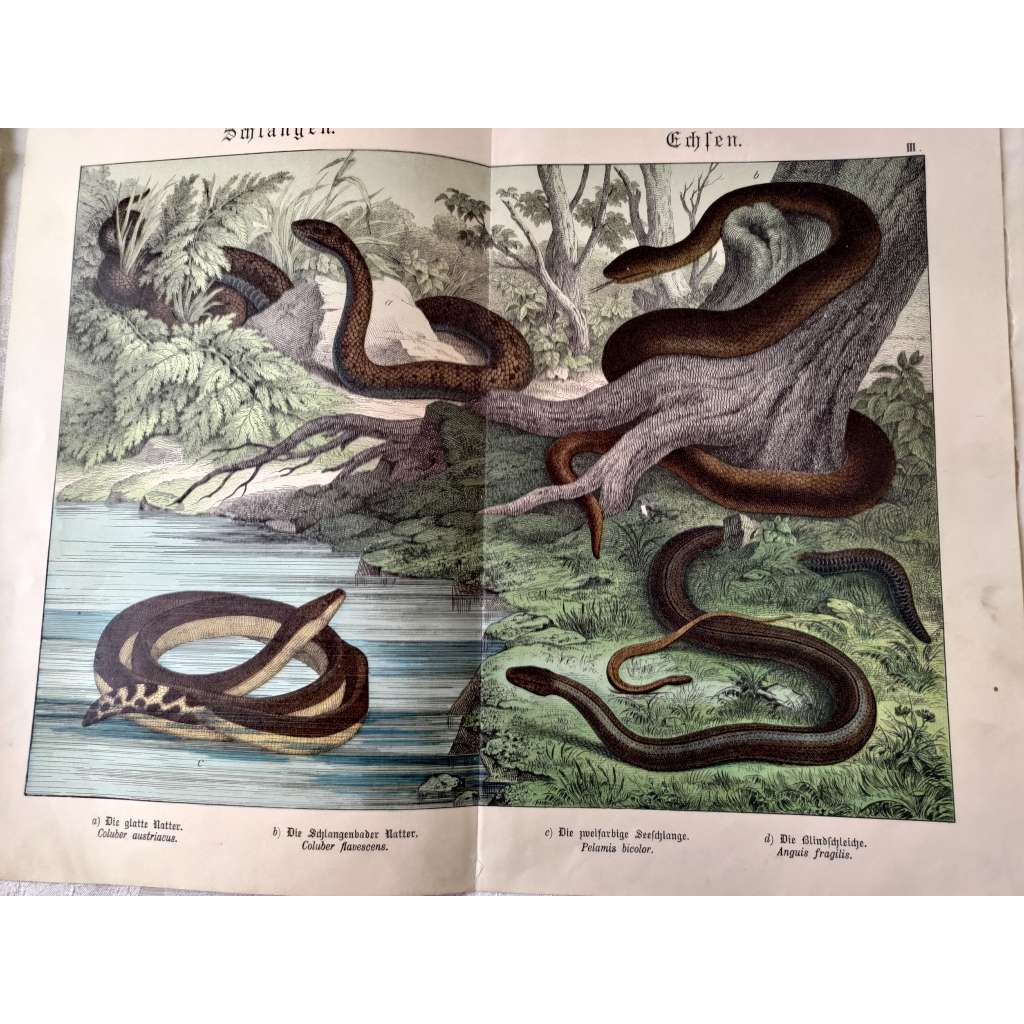 Hadi - Užovka hladká, Vlnožil pestrý, Užovka stromová, Sllepýš křehký