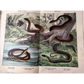 Hadi - Užovka hladká, Vlnožil pestrý, Užovka stromová, Sllepýš křehký