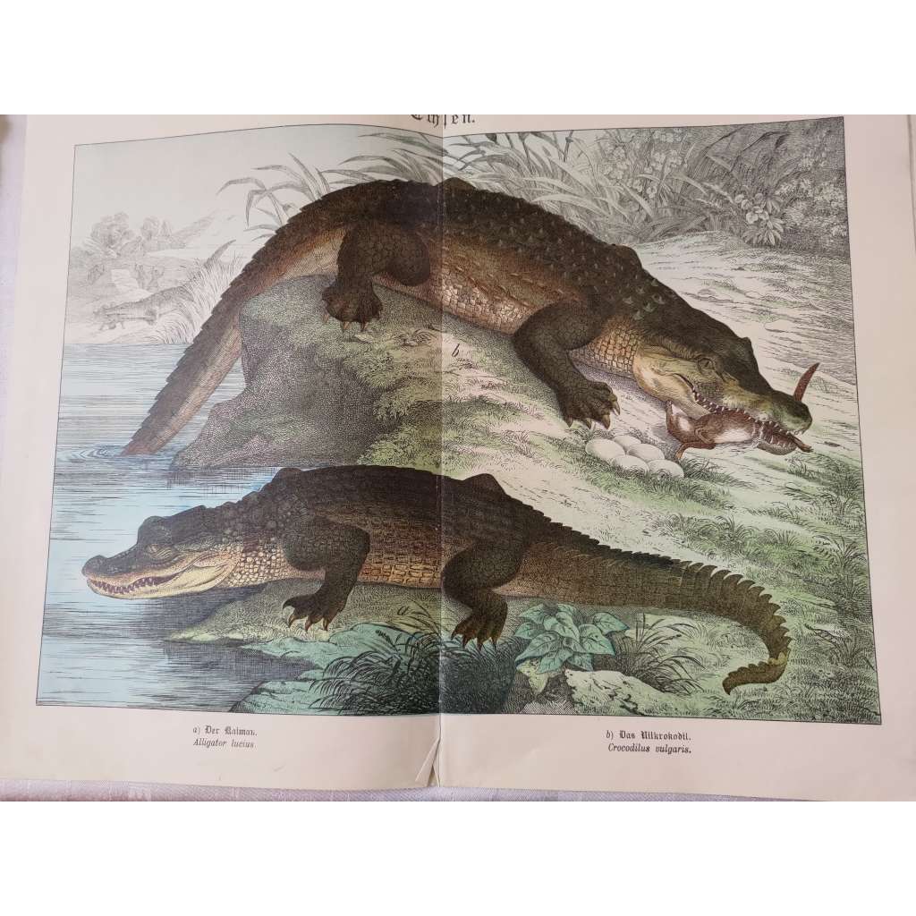 Ještěři - Krokodýl nilský, Aligátor severoamerický