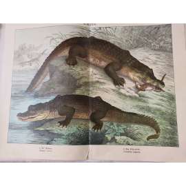 Ještěři - Krokodýl nilský, Aligátor severoamerický