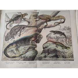 Ještěři - Ještěrka obecná, Dráček létavý, Leguán zelený, Bazilišek hřebenatý, Dráček linkovaný