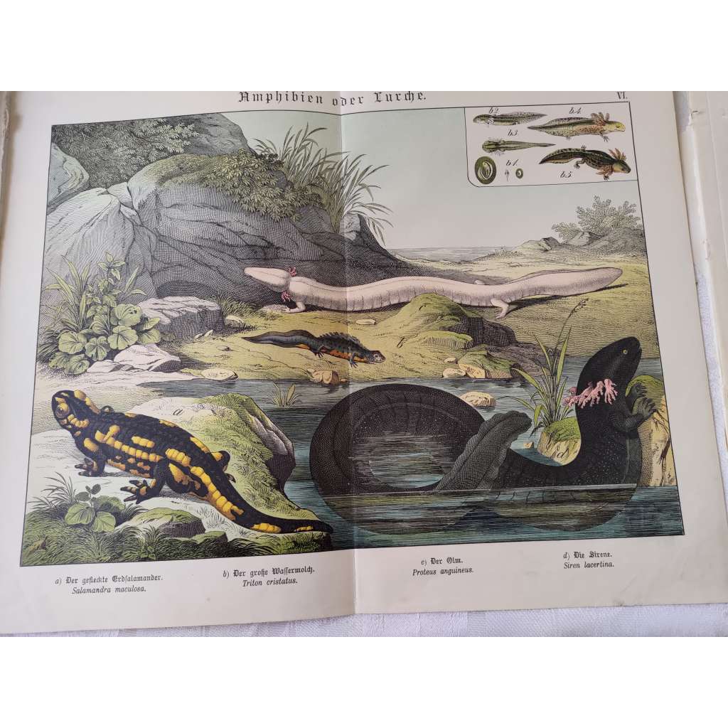 Obojživelníci - Mlok skvrnitý, Čolek velký, Macarát jeskynní, Siréna bahenní