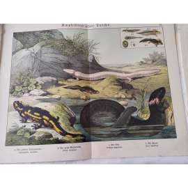 Obojživelníci - Mlok skvrnitý, Čolek velký, Macarát jeskynní, Siréna bahenní