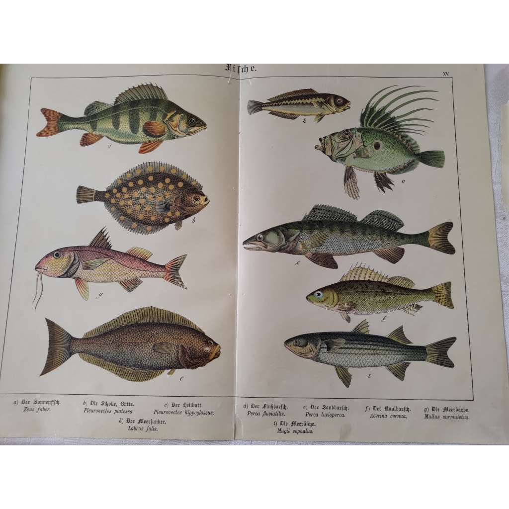 Ryby - Okoun říční, Platýs velký, Halibut bílý, Candát obecný, Ježdík obecný, Pilobřich ostnitý