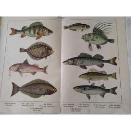 Ryby - Okoun říční, Platýs velký, Halibut bílý, Candát obecný, Ježdík obecný, Pilobřich ostnitý