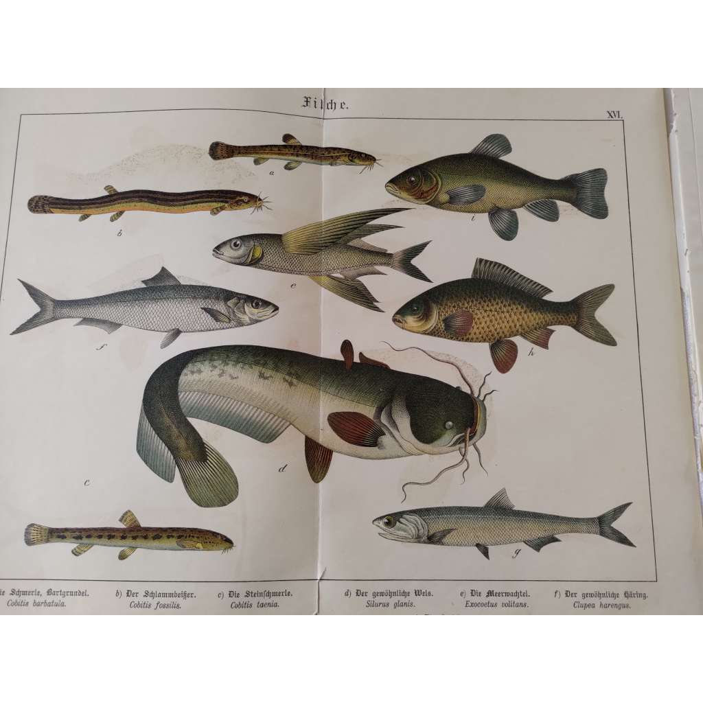 Ryby - Sleď obecný, Sumec velký, Sardel obecná, Letoun měkkoploutvý, Kapr obecný, Lín obecný