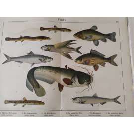 Ryby - Sleď obecný, Sumec velký, Sardel obecná, Letoun měkkoploutvý, Kapr obecný, Lín obecný