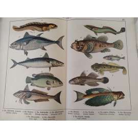 Ryby - Mníkovec oživený, Tuňák obecný, Makrela obecná, Koljuška tříostná, Lezoun indický, Štítník létavý