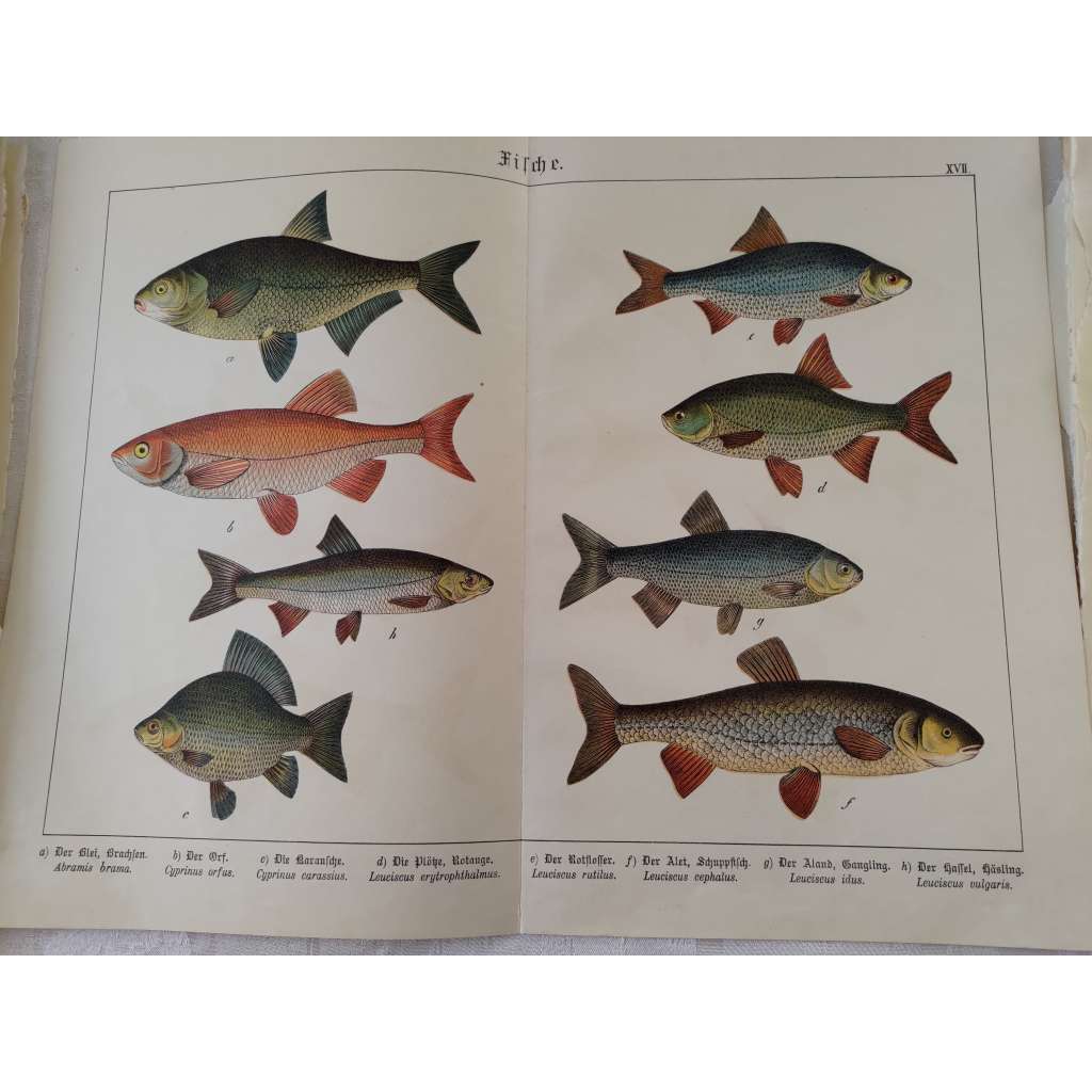 Ryby - Jelec jesen, Karas obecný, Plotice obecná, Jelec tloušť, Jelec proudník