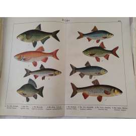 Ryby - Jelec jesen, Karas obecný, Plotice obecná, Jelec tloušť, Jelec proudník