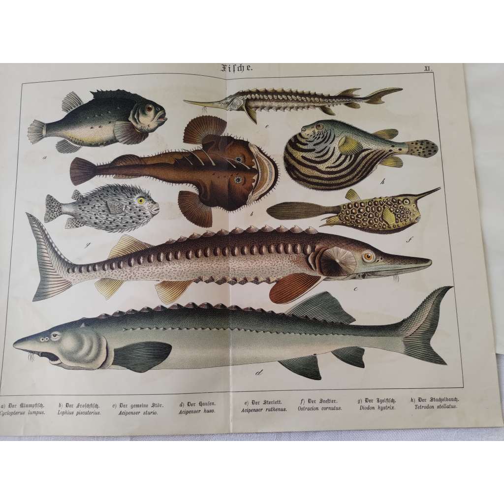 Ryby - Hranáč šedý, Ďas mořský, Jeseter velký, Vyza velká, Ježík obecný, Čtverzubec hvězdnatý