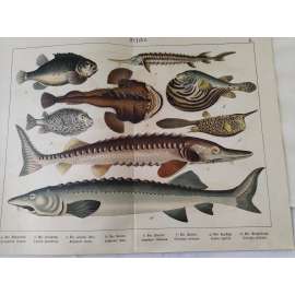 Ryby - Hranáč šedý, Ďas mořský, Jeseter velký, Vyza velká, Ježík obecný, Čtverzubec hvězdnatý