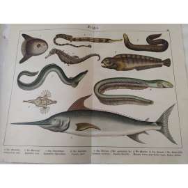 Ryby - Měsíčník svítivý, Jehla mořská, Koníček mořský, Úhoř říční, Muréna obecná