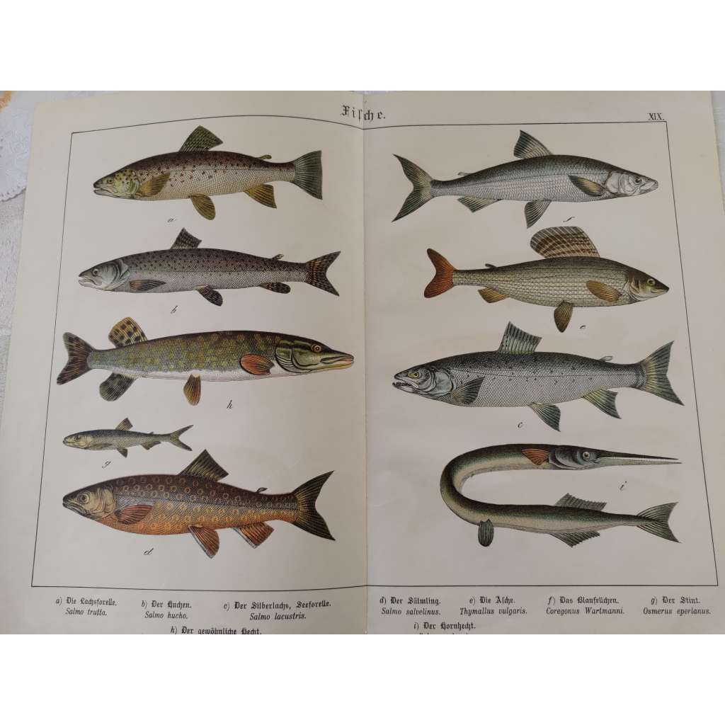 Ryby - Pstruh potoční, Hlavatka obecná, Pstruh jezerní, Štika obecná, Silven alpský, Lipan podhorní