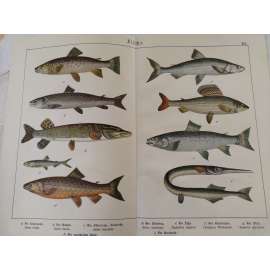 Ryby - Pstruh potoční, Hlavatka obecná, Pstruh jezerní, Štika obecná, Silven alpský, Lipan podhorní