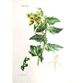 Plevele (Obrazový soubor; škola, rostliny, ilustrace Edita Plicková, mj. Svízel, Hořčice, Blín černý, Lilek černý)