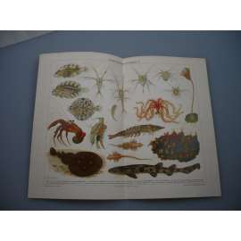 Historie vývoje živočichů (barevná chromolitografie)