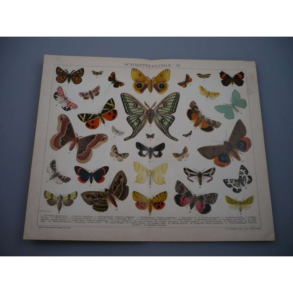 Motýli II (barevná chromolitografie)