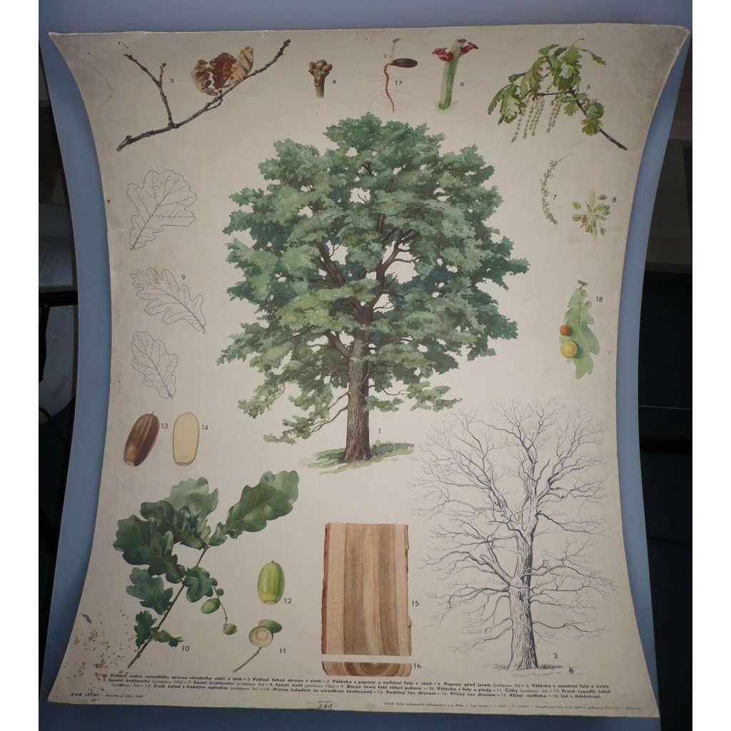 Dub lesní - přírodopis - školní plakát