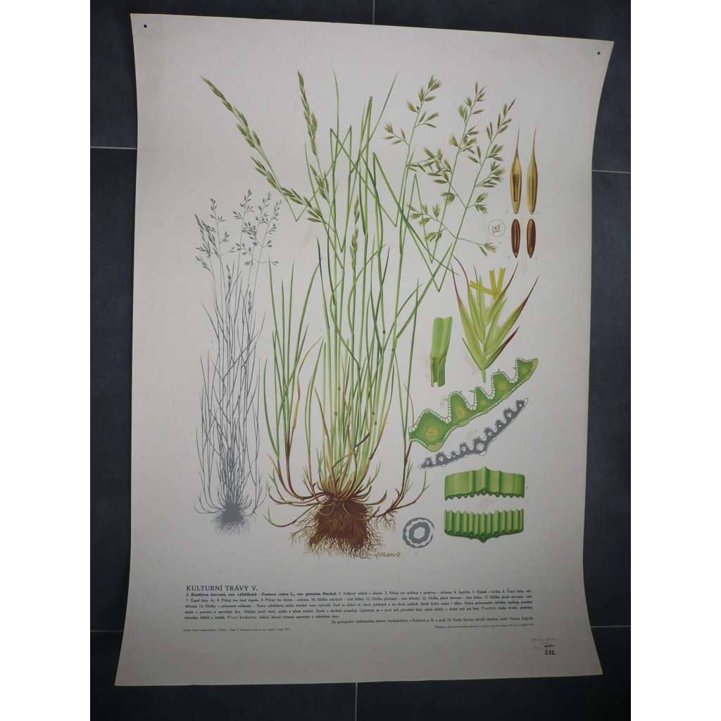 Kostřava červená, kulturní trávy, rostliny, byliny - přírodopis - školní plakát, výukový obraz