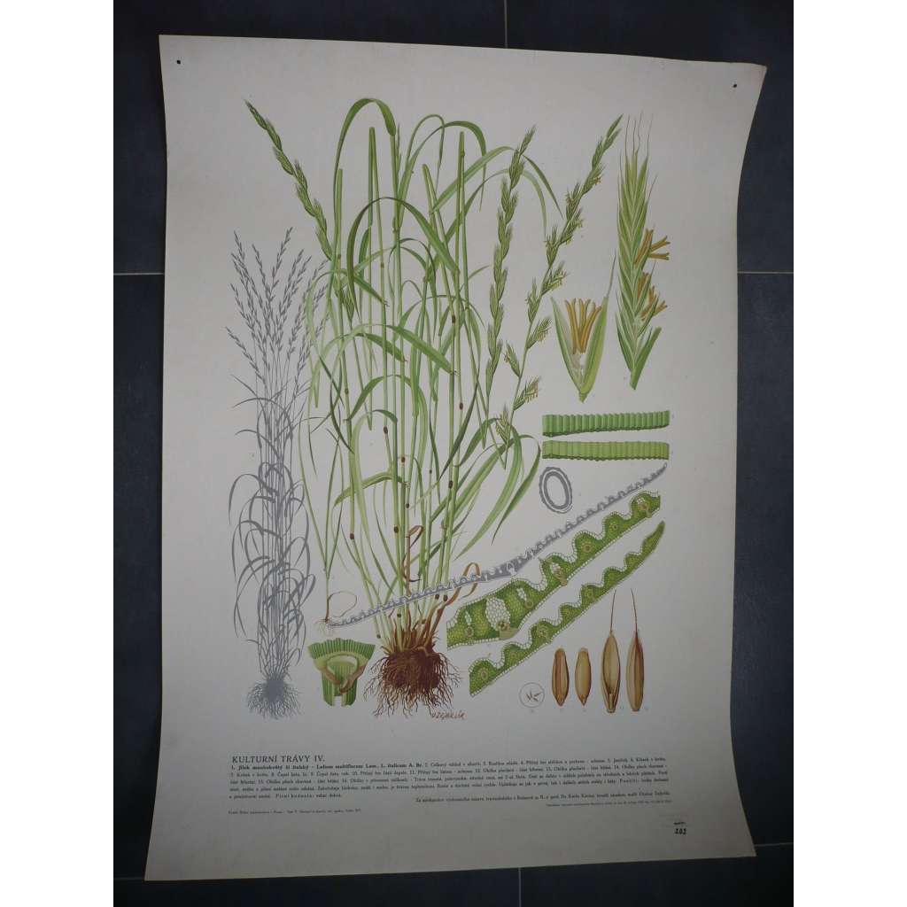 Jílek mnohokvětý, kulturní trávy, rostliny, byliny - přírodopis - školní plakát, výukový obraz