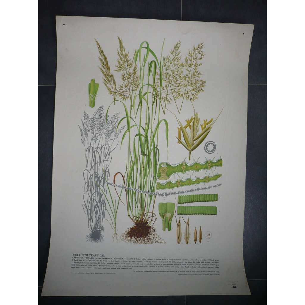 Ovsík žlutavý, kulturní trávy - přírodopis - školní plakát