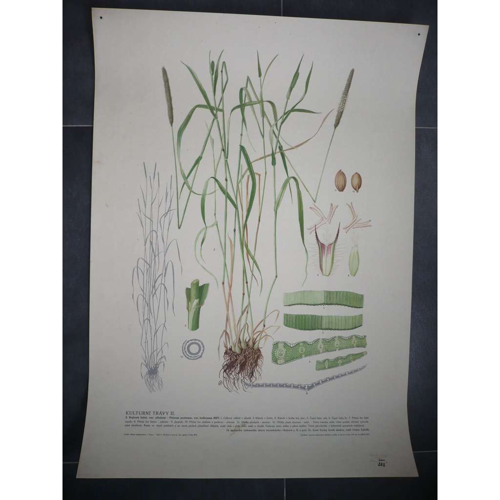 Bojínek luční, kulturní trávy, rostliny, byliny - přírodopis - školní plakát, výukový obraz