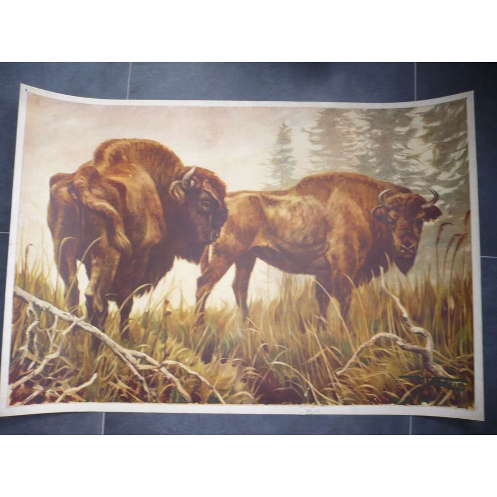 Bizon, bizoni - přírodopis - školní plakát