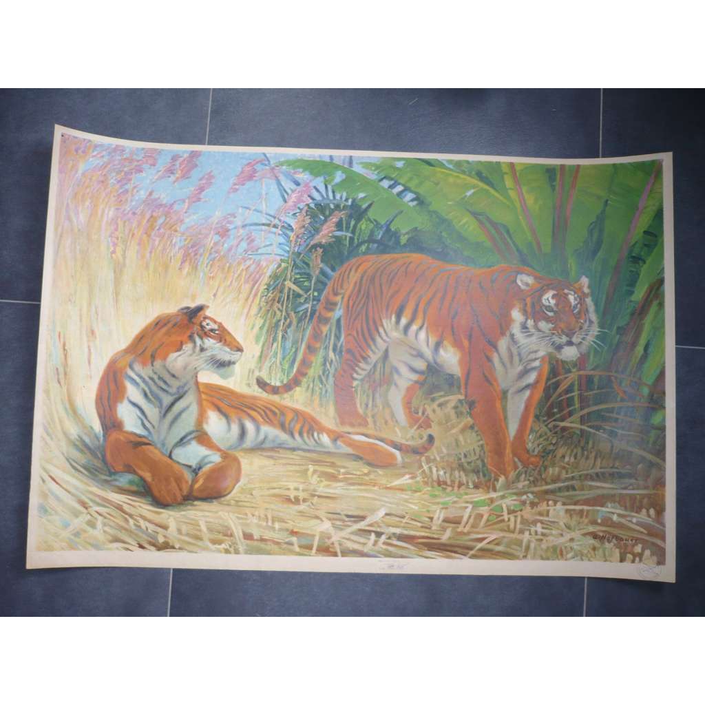 Tygr, tygři - přírodopis - školní plakát