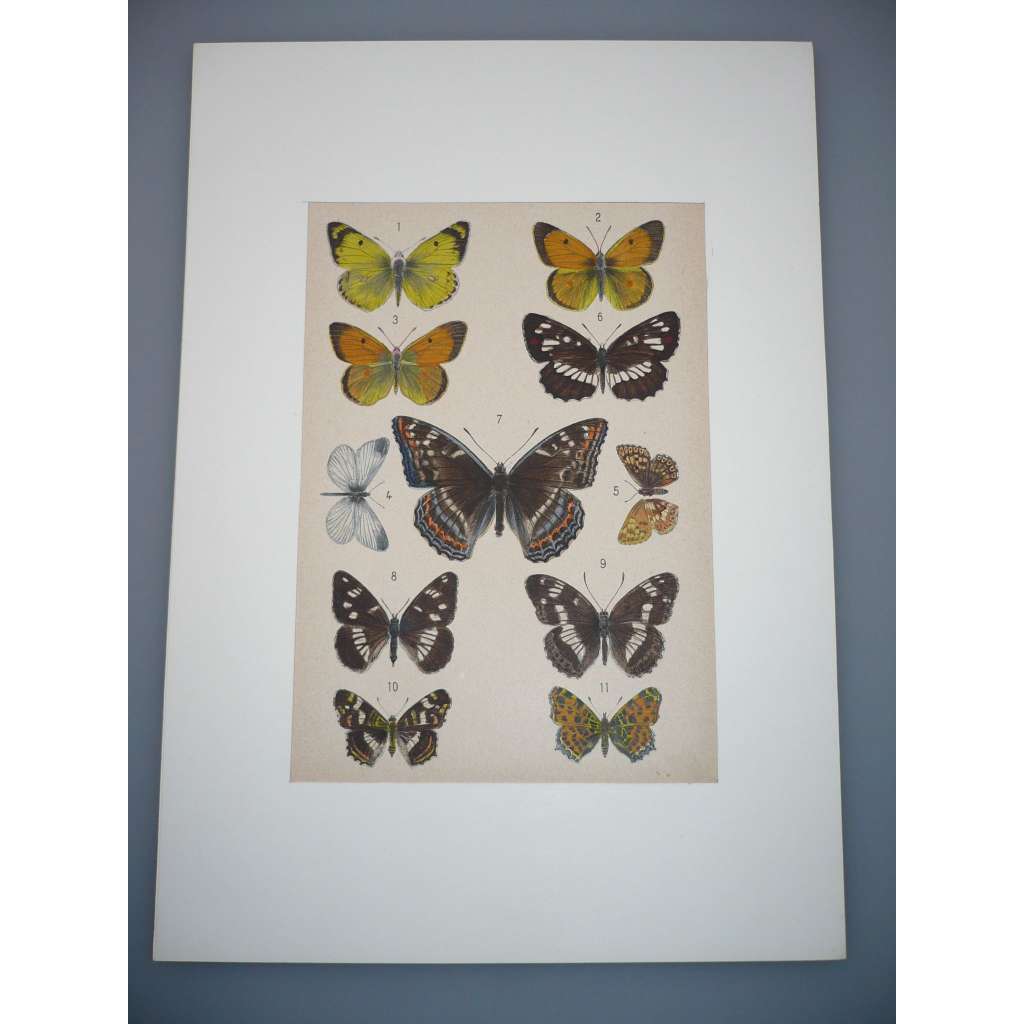 Motýli - Kolorovaná litografie, grafika
