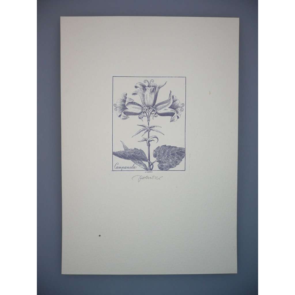 Josef Herčík (1922 - 1999) - Campanula - Oceloryt, signovaná grafika