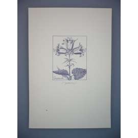 Josef Herčík (1922 - 1999) - Campanula - Oceloryt, signovaná grafika