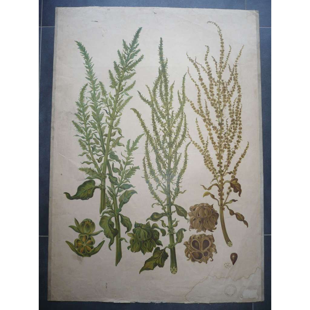 Rostliny, byliny - přírodopis - školní plakát, výukový obraz [chromolitografie]