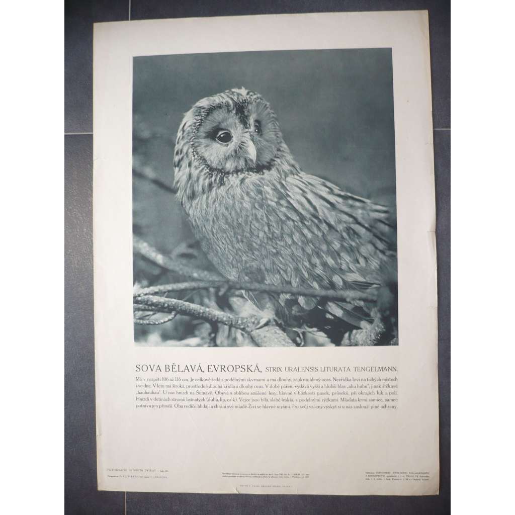 Sova bělavá, Evropská - přírodopis - školní plakát, výukový obraz z cyklu Fotografie ze světa zvířat