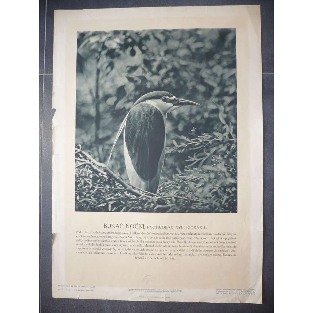Bukač noční - přírodopis - školní plakát, výukový obraz z cyklu Fotografie ze světa zvířat